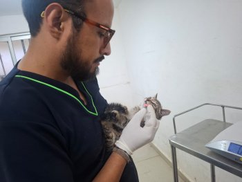 Rescatan a gata y sus tres cachorros en el Parque del Arte de Puebla