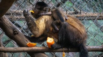 Nace mono capuchino en el Zoológico de Morelia; ya puede visitarse
