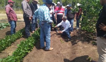 INIFAP capacita a 48 docentes de Chiapas en tecnologías agropecuarias