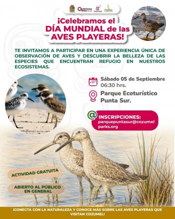 Jornada de observación de aves playeras en Punta Sur, Cozumel, este 5 de septiembre