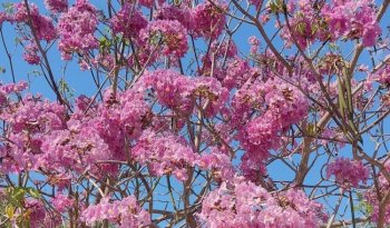 Maculís: el árbol de flores rosas que adorna calles y parques en México