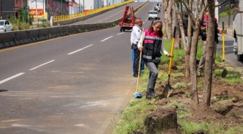 Reubican cuatro jacarandas rescatadas en obra del Morebús en Morelia