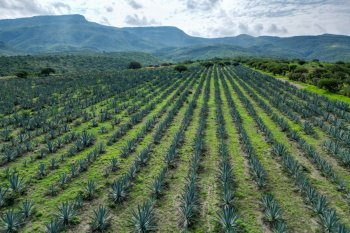 Productor de Calvillo convierte sus tierras en destilería de mezcal con identidad local