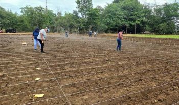 Inician evaluaciones de 123 líneas de arroz del CIMMYT en Campeche