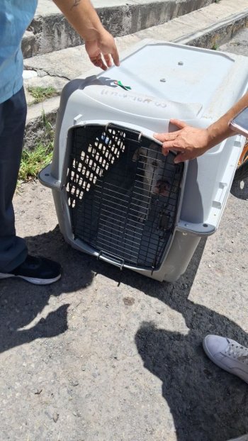 Rescatan a perra agredida con descargas eléctricas en Puebla; la nombran 'Güera'
