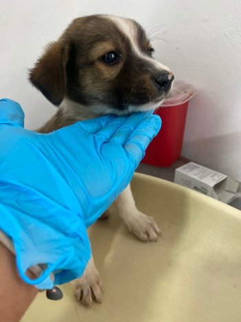 DIBA rescata a una perra y tres cachorros maltratados en Tochimilco; hay denuncia