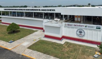 Senasica eliminará olores de planta de moscas estériles en Metapa en tres meses