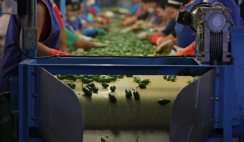Chile, cebolla y jitomate: producción nacional garantiza abasto en fiestas patrias