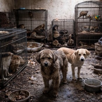 Rescatan a 15 animales maltratados en una vivienda de Guadalajara; la Fiscalía de Jalisco investiga el caso