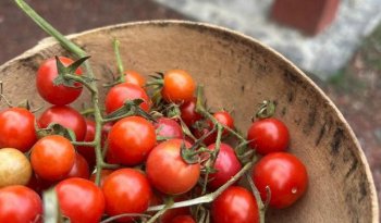 Feria del jitomate en Los Pinos reúne talleres, semillas criollas y cocina tradicional