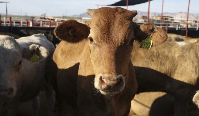 Reanudan exportación de ganado en pie de Chihuahua a Estados Unidos el 24 de septiembre