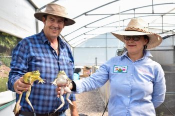 Productora de Calvillo cría hasta 20 mil ranas toro al año en su invernadero