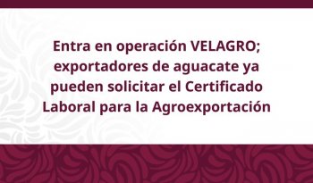 STPS abre registro en VELAGRO para certificado laboral de exportadores de aguacate