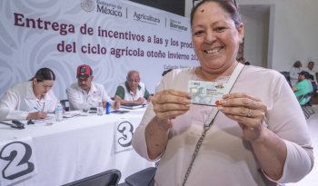 Agricultura dispersa 2,800 mdp a productores de maíz blanco en Sinaloa