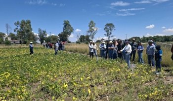 Productores y técnicos conocen variedades de frijol resistentes a la sequía en Ojuelos