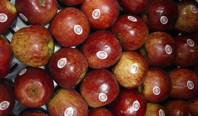 Producción de manzana en México crece 5.6% y alcanza 810 mil toneladas en 2025