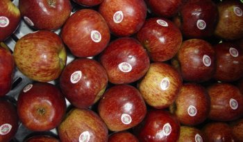 Producción de manzana en México crece 5.6% y alcanza 810 mil toneladas en 2025
