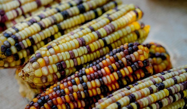 Feria del Maíz en Los Pinos: talleres, expoventa y cocina tradicional el 26 y 27 de