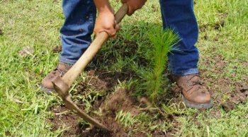 Michoacán reforesta con más de 55 mil plantas en 22 áreas de conservación