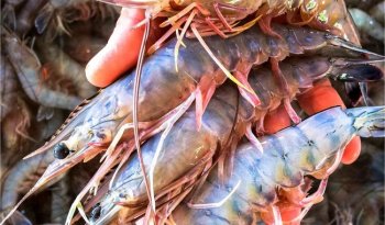 Conapesca anuncia fin de la veda de camarón en el Pacífico a partir del 21 de septiembre