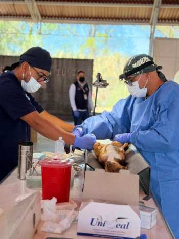 Guanajuato esteriliza 58 mil 410 perros y gatos en 2026; León concentra el mayor número