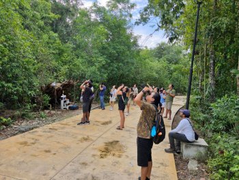 Identifican 21 especies de aves en jornada de observación en Cozumel