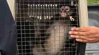 Aseguran un mono araña en cateo en Apatzingán; Profepa queda a cargo del ejemplar
