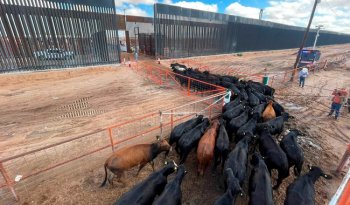 Reanudan exportación de ganado bovino de Chihuahua a Estados Unidos tras medidas contra el gusano barrenador