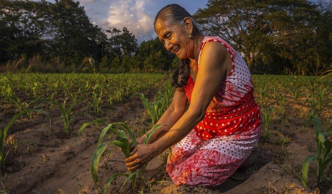 Agricultura publica mecánica para compras consolidadas de insumos de maíz y trigo