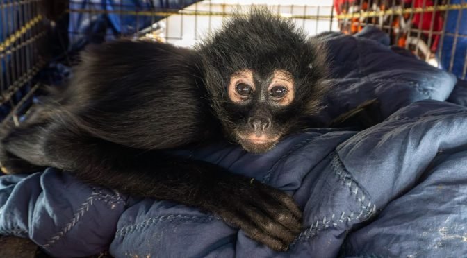 Zoológico de Morelia recibe tigre de Bengala, mono araña y dos loros tras cateo en Los Reyes
