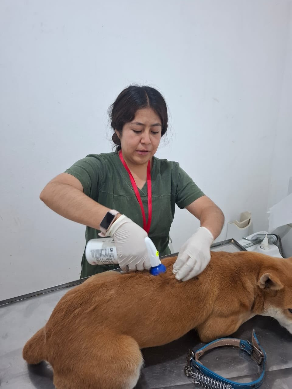 SEDIF asegura a canina desnutrida y con lesiones en San Francisco Mayorazgo