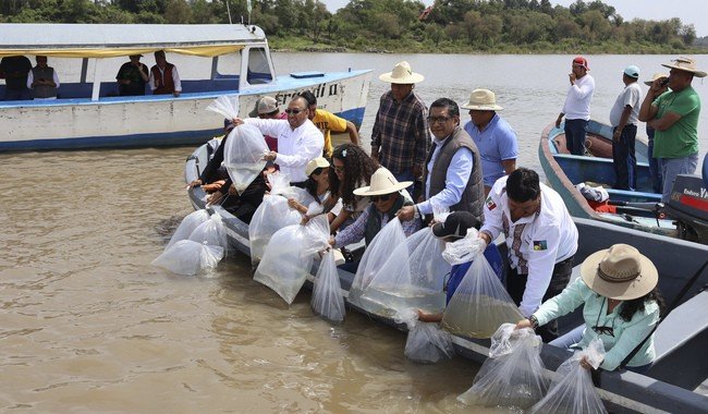 IMIPAS libera 10 mil juveniles de acúmara en el Lago de Pátzcuaro; la meta es 50 mil