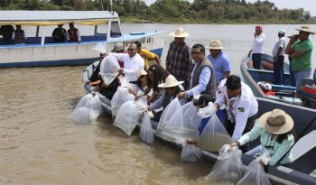 IMIPAS libera 10 mil juveniles de acúmara en el Lago de Pátzcuaro; la meta es 50 mil