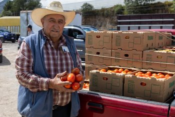 Tres cooperativas de Aquixtla transformarán 32 toneladas de jitomate en pasta, salsa y cátsup
