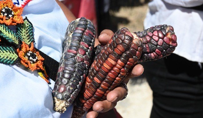 UCUVI participará en la Gran Elotiza Nacional en el Zócalo por el Día Nacional del Maíz