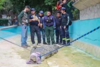 Capacitan a bomberos y brigadistas en Guerrero para el manejo de cocodrilos tras avistamientos