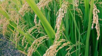 Productores de trigo y arroz de Michoacán acceden a precios de garantía de hasta 9,080 pesos por tonelada