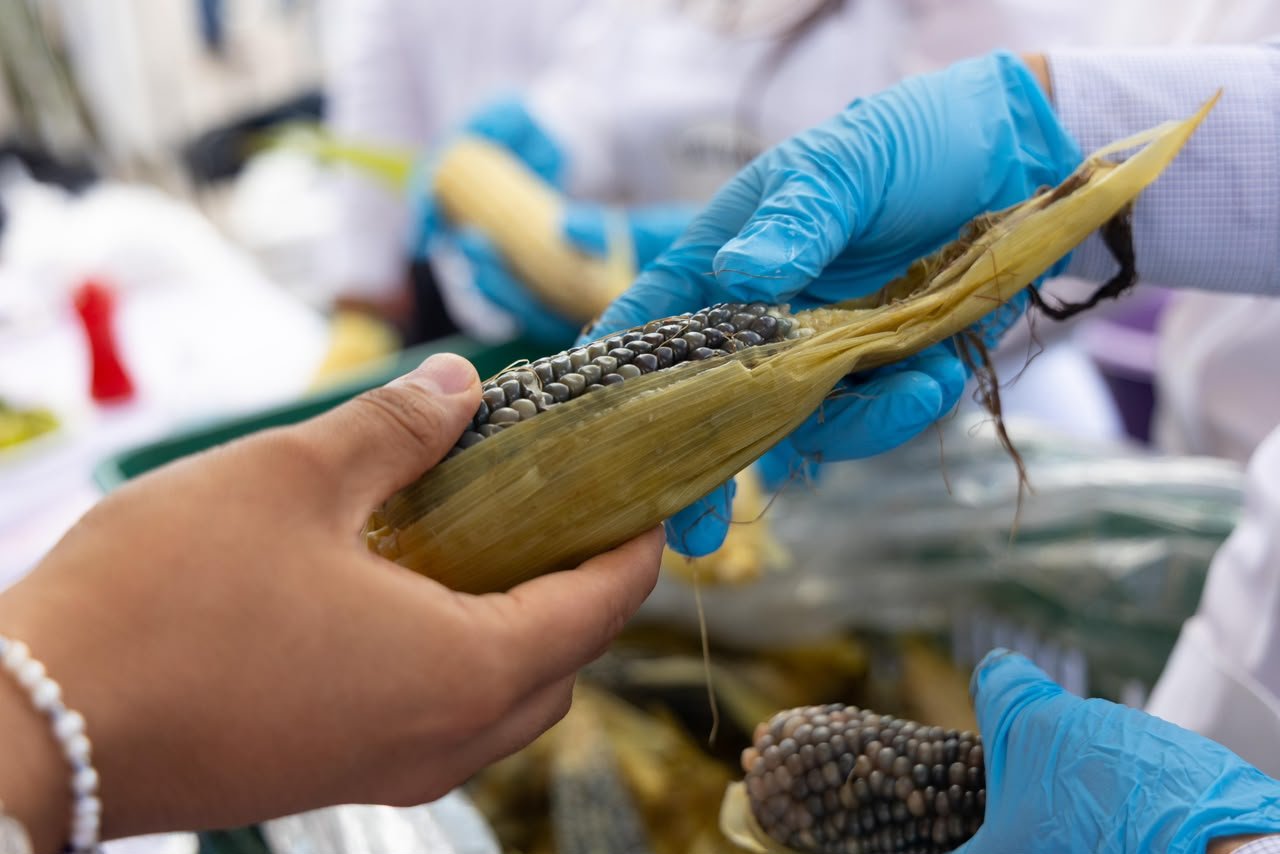 Productores de Puebla llevan su maíz a la Gran Elotiza Nacional en el Zócalo