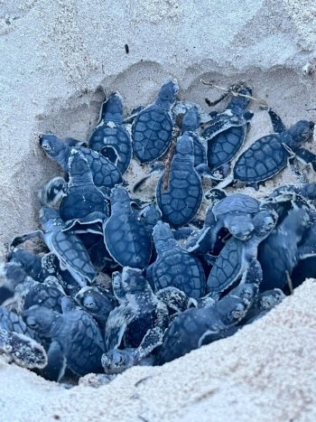 Campamento Tortuguero Punta Sur registra 625 nidos y 3,705 crías liberadas en Cozumel