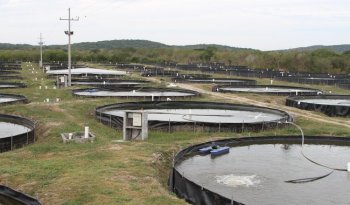 Conapesca abre inscripciones al Programa de Energía Eléctrica para Uso Acuícola 2027