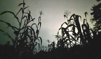 Fonoteca Nacional estrena 'Bitácora de una oyente de la milpa', pieza sonora de Gabriela Galván