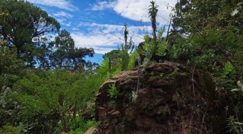 Michoacán suma 212 mil 437 hectáreas protegidas con nueva área de conservación en Tancítaro