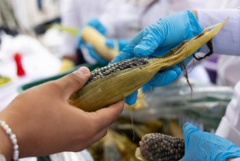 Productores de Puebla llevan su maíz a la Gran Elotiza Nacional en el Zócalo