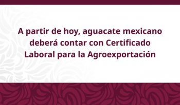 Aguacate mexicano exigirá Certificado Laboral para exportar desde el 1 de octubre de 2026