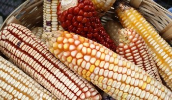 Sembrando Vida cosecha más de 264 mil toneladas de maíz al año en México