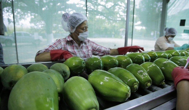 Senasica certifica 5,916 unidades productivas en inocuidad alimentaria en lo que va de 2026