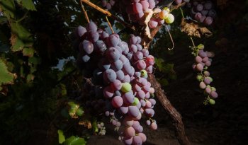 Producción de uva para vino en México crece 3.85% anual y valor supera 1,412 mdp