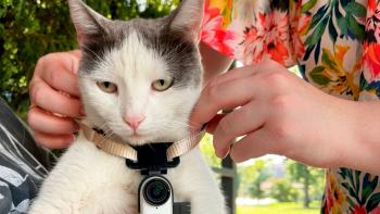 ¡Llegan los CATectives! Gatos con cámaras e inteligencia artificial buscan mascotas perdidas en el Catverso