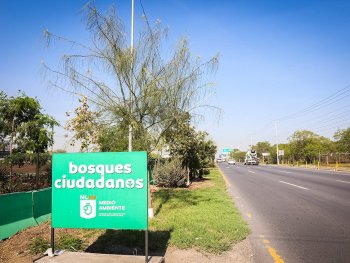 Nuevo León supera meta de reforestación: más de 1.1 millones de árboles plantados con Bosques Ciudadanos