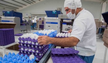 Producción de huevo en México crece 6.1% en 2025 y alcanza 3.47 millones de toneladas